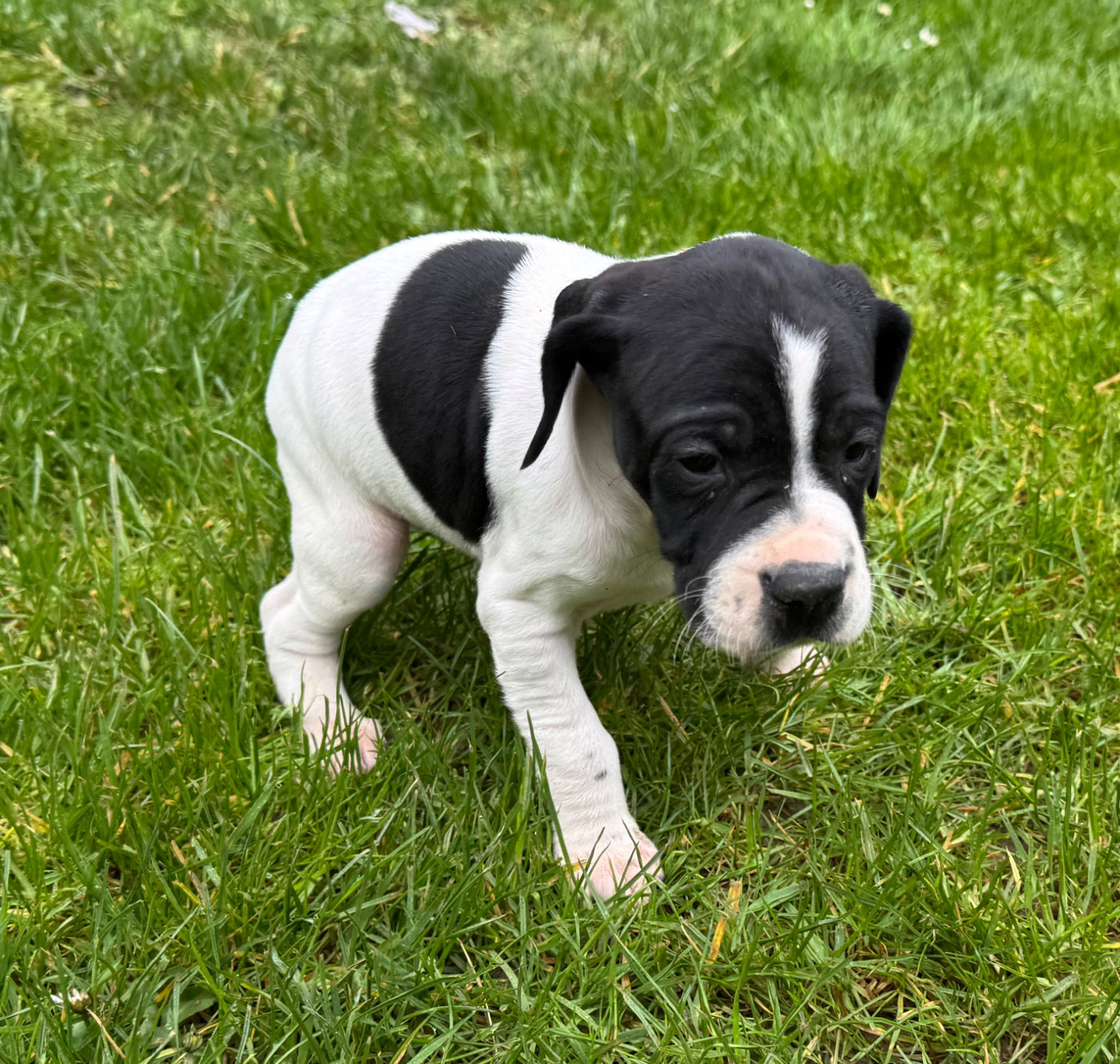 du bois de la Hulaine - Chiots disponibles - Pointer