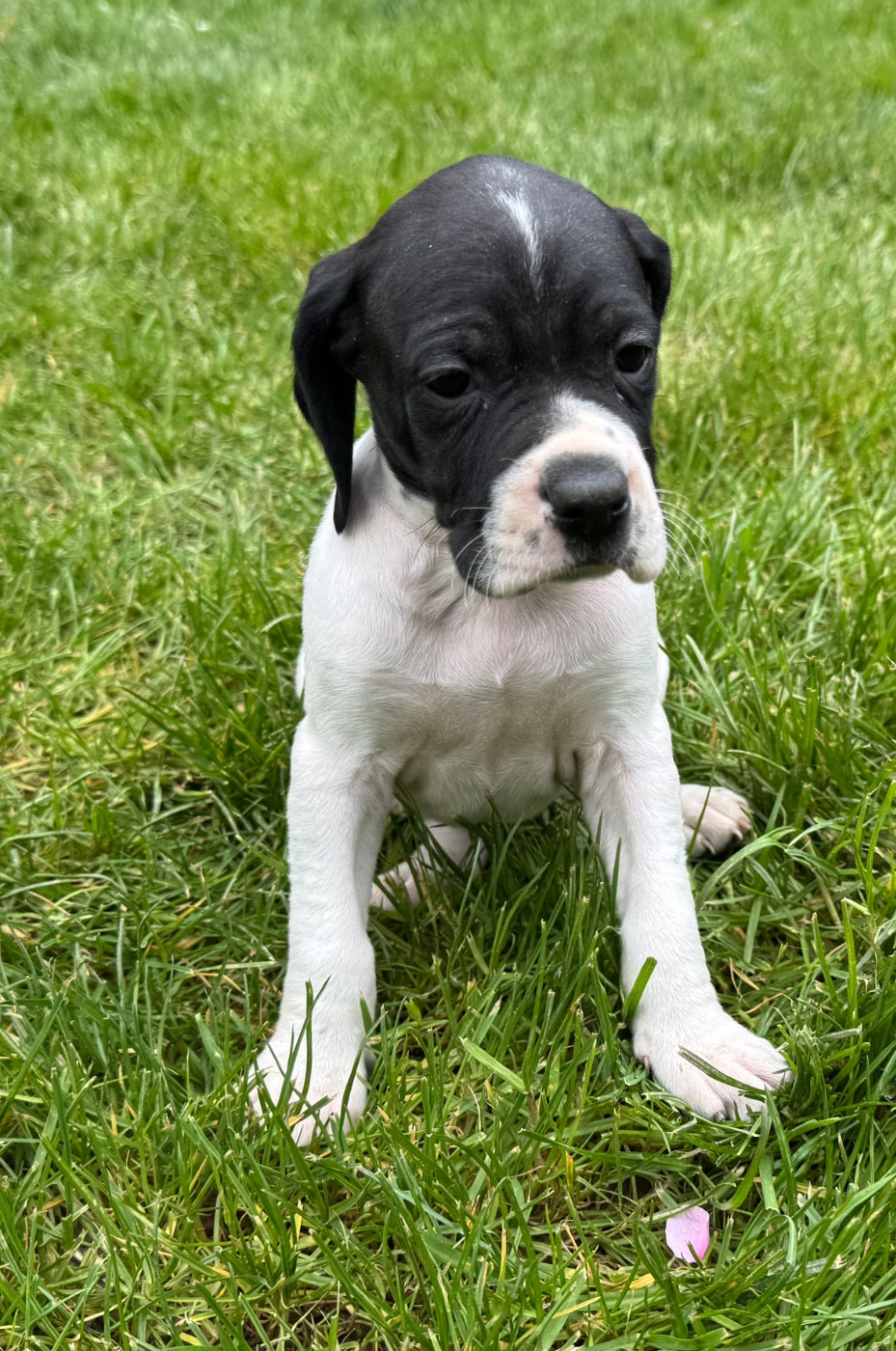 du bois de la Hulaine - Chiots disponibles - Pointer