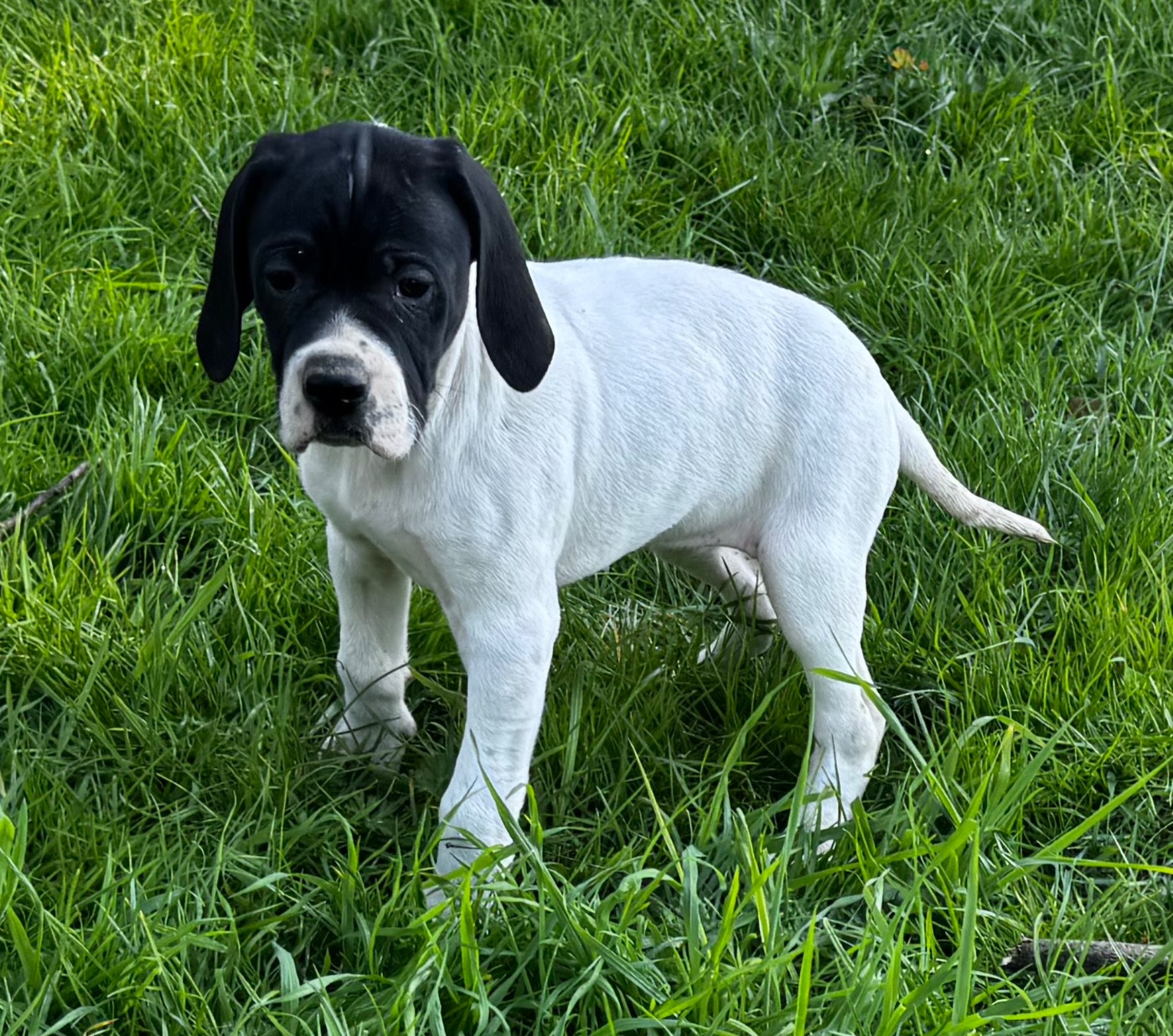 du bois de la Hulaine - Chiots disponibles - Pointer