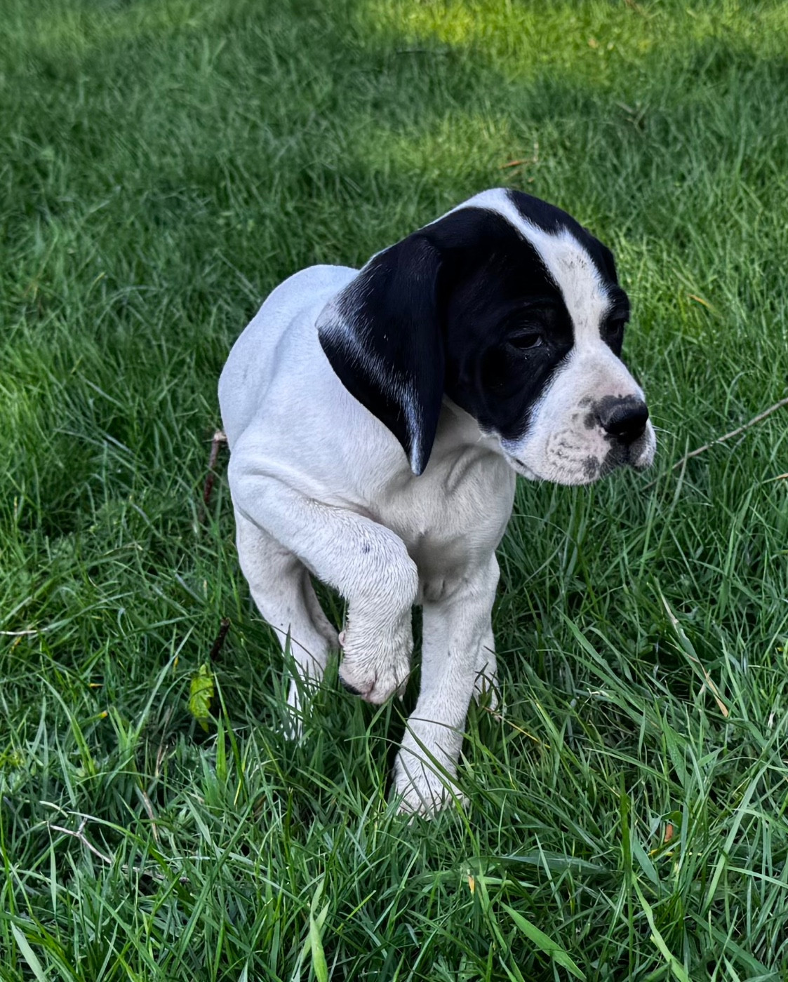 du bois de la Hulaine - Chiots disponibles - Pointer