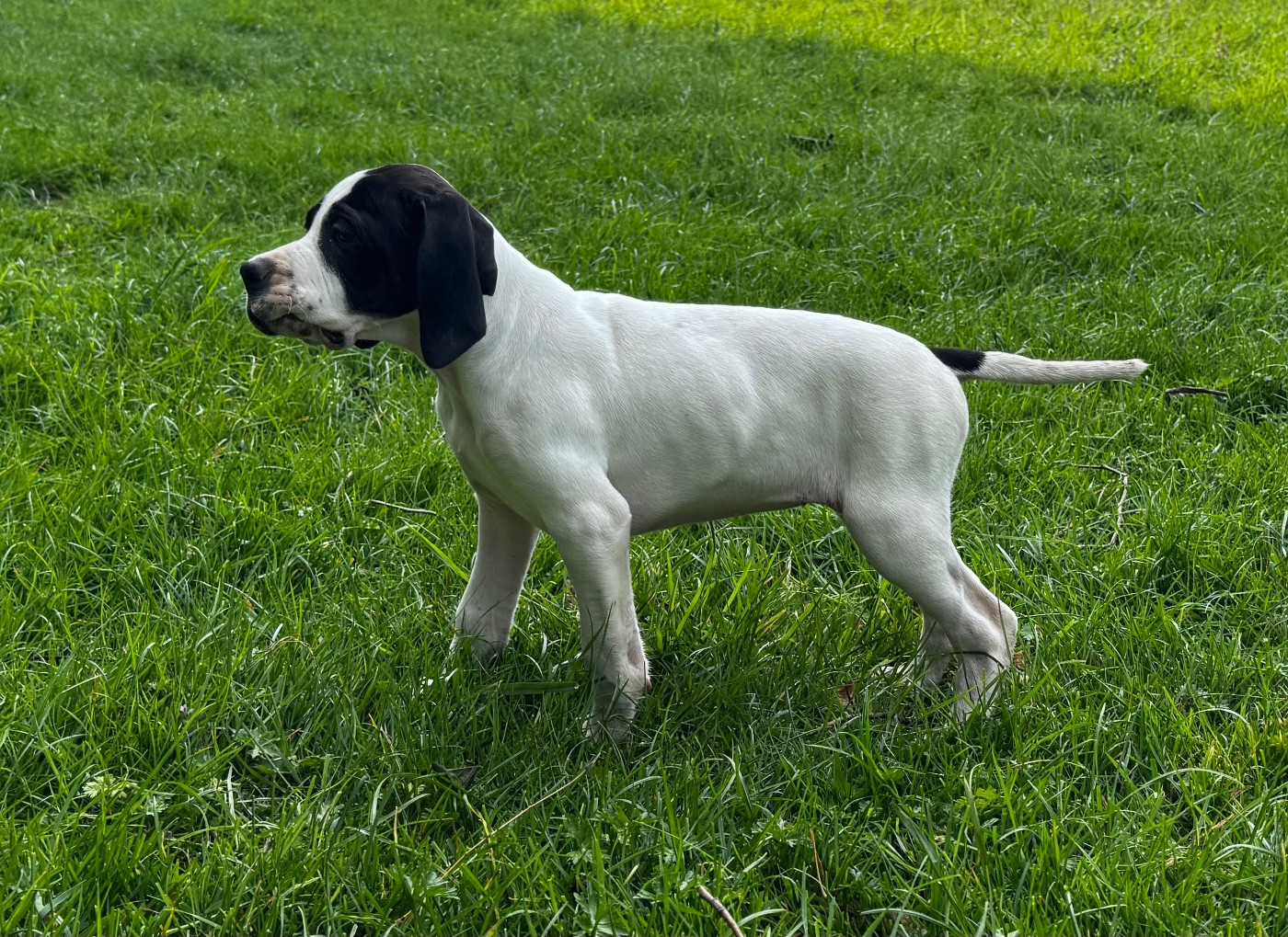 du bois de la Hulaine - Chiots disponibles - Pointer