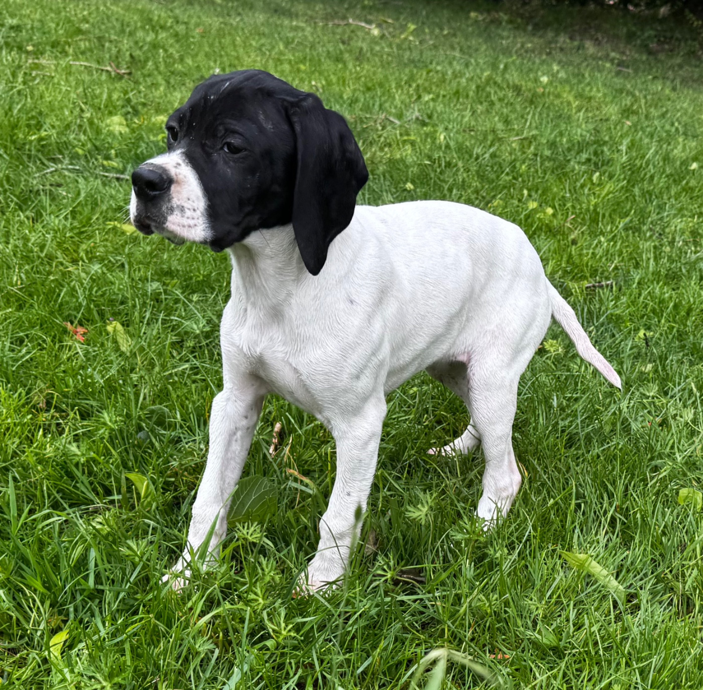 du bois de la Hulaine - Chiots disponibles - Pointer