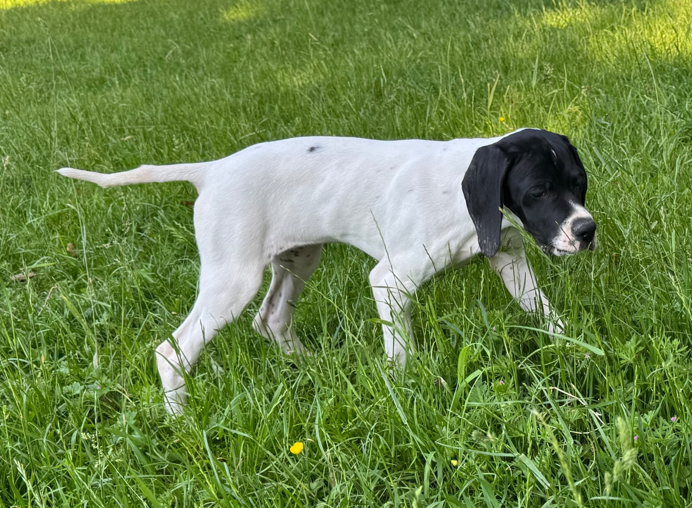 du bois de la Hulaine - Chiots disponibles - Pointer