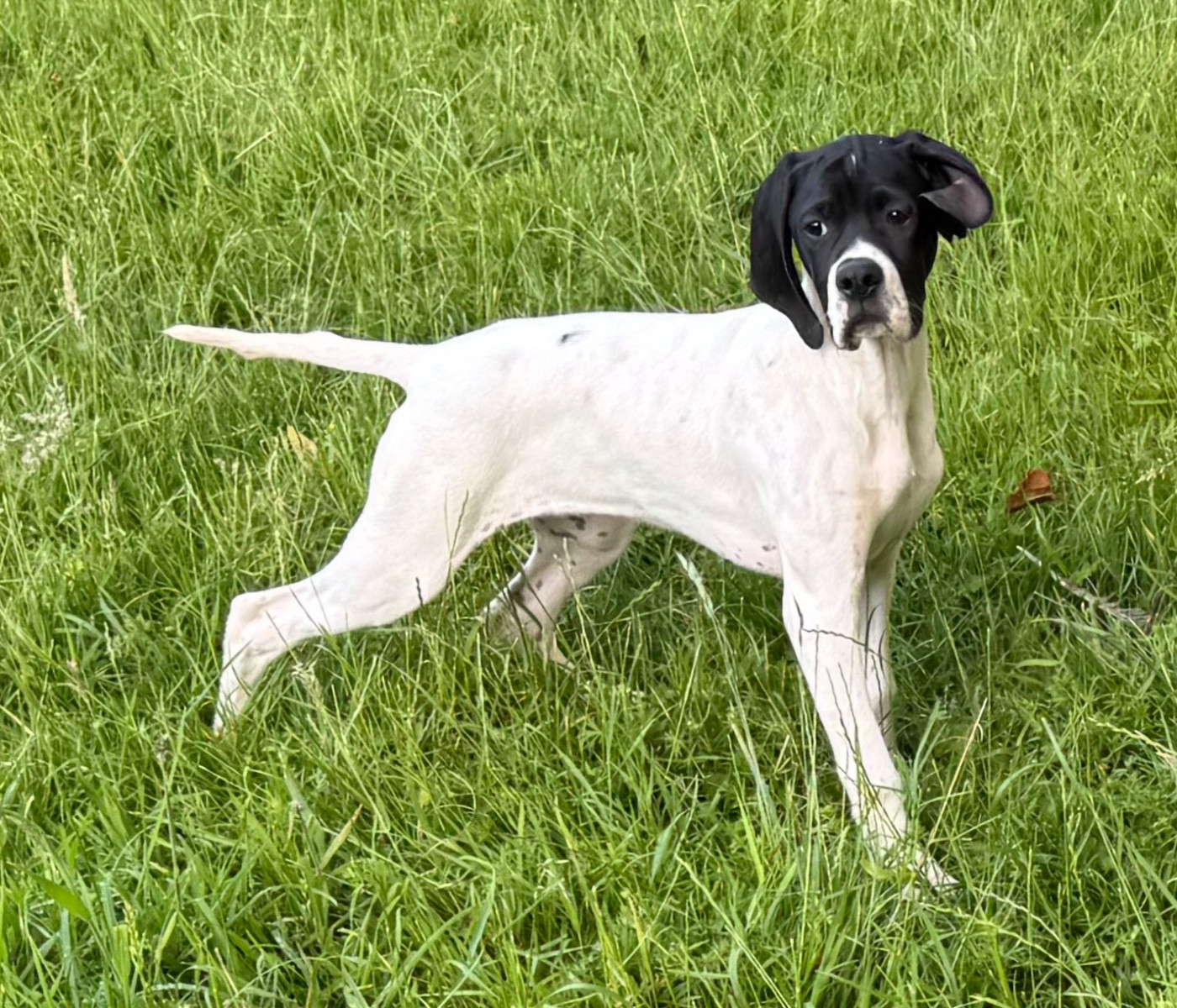 du bois de la Hulaine - Chiots disponibles - Pointer