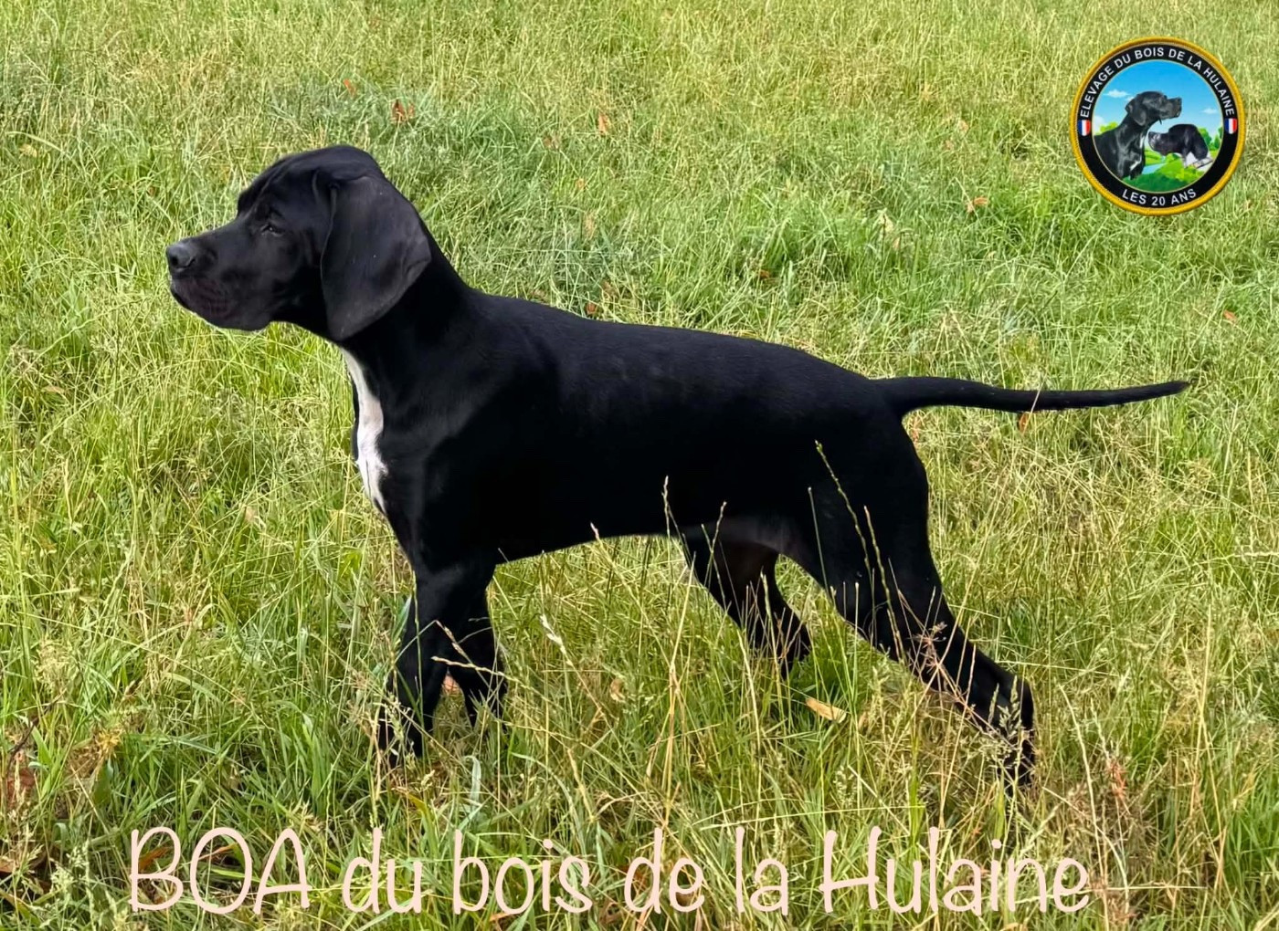 du bois de la Hulaine - Chiots disponibles - Pointer
