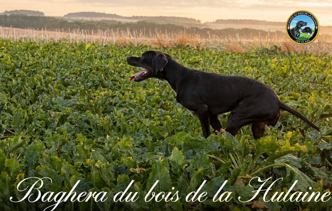 du bois de la Hulaine - Chiots disponibles - Pointer