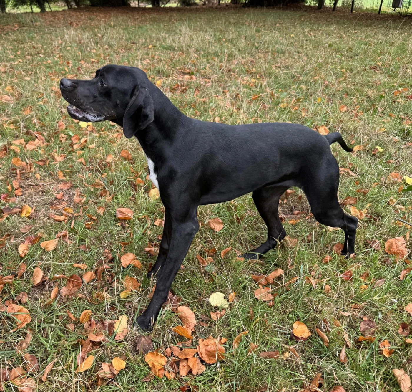 du bois de la Hulaine - Chiots disponibles - Pointer