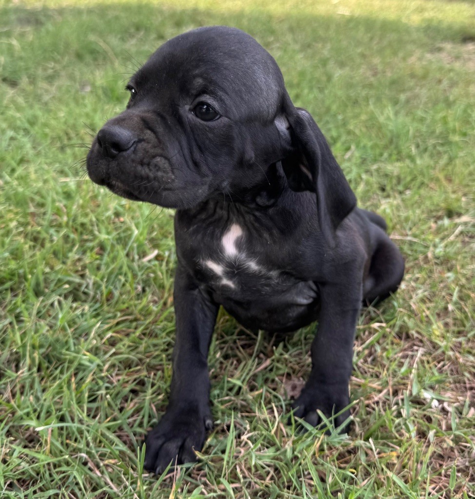 du bois de la Hulaine - Chiots disponibles - Pointer
