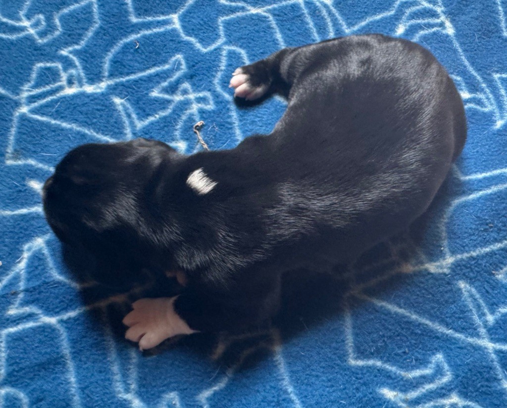 du bois de la Hulaine - Chiots disponibles - Pointer