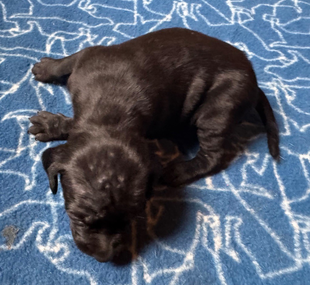 du bois de la Hulaine - Chiots disponibles - Pointer