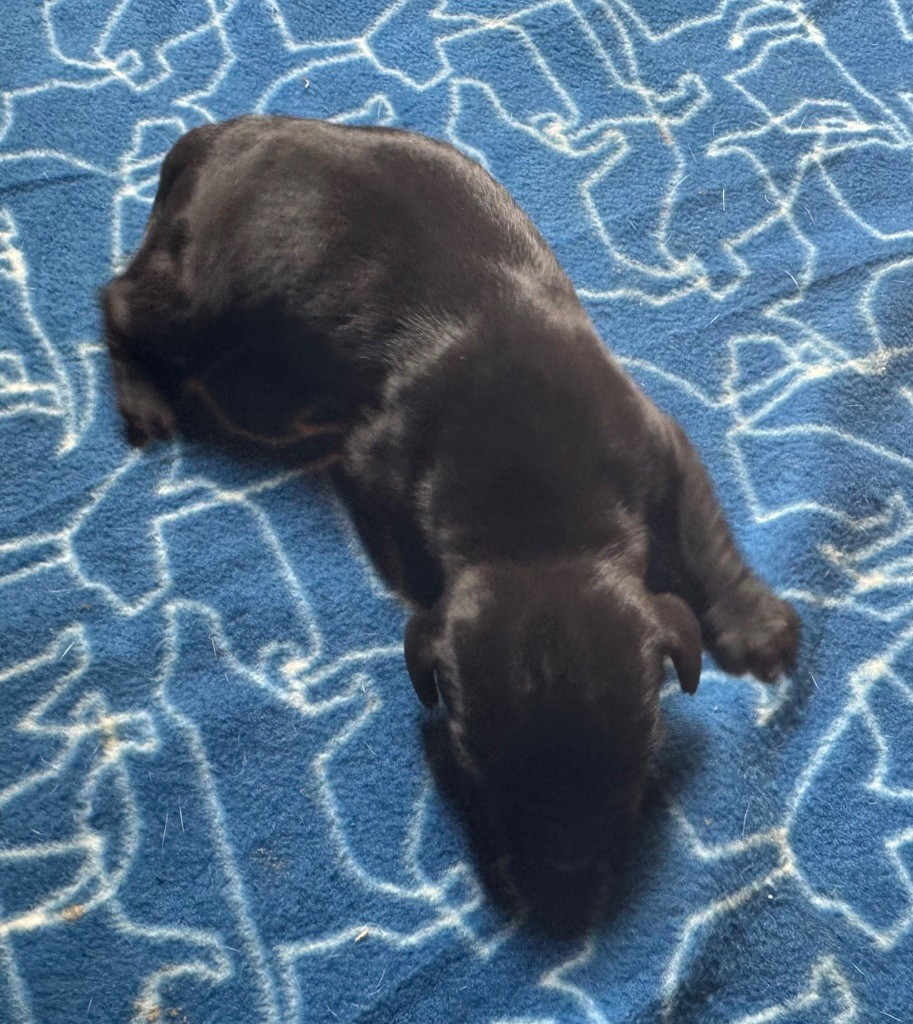 du bois de la Hulaine - Chiots disponibles - Pointer