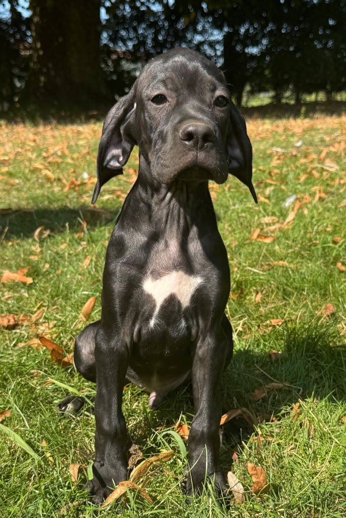 du bois de la Hulaine - Chiots disponibles - Pointer
