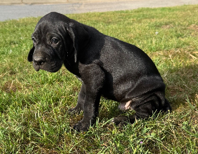 Chiot male noir