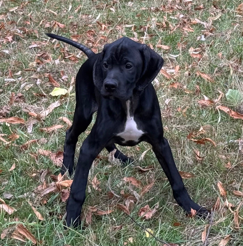 du bois de la Hulaine - Chiots disponibles - Pointer