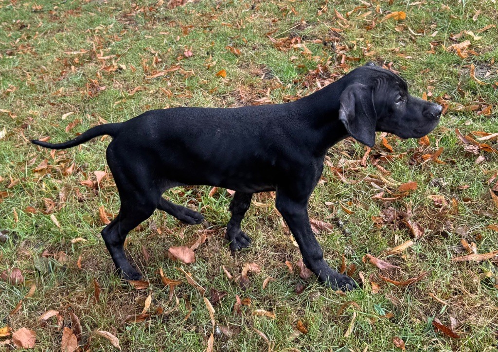 du bois de la Hulaine - Chiots disponibles - Pointer