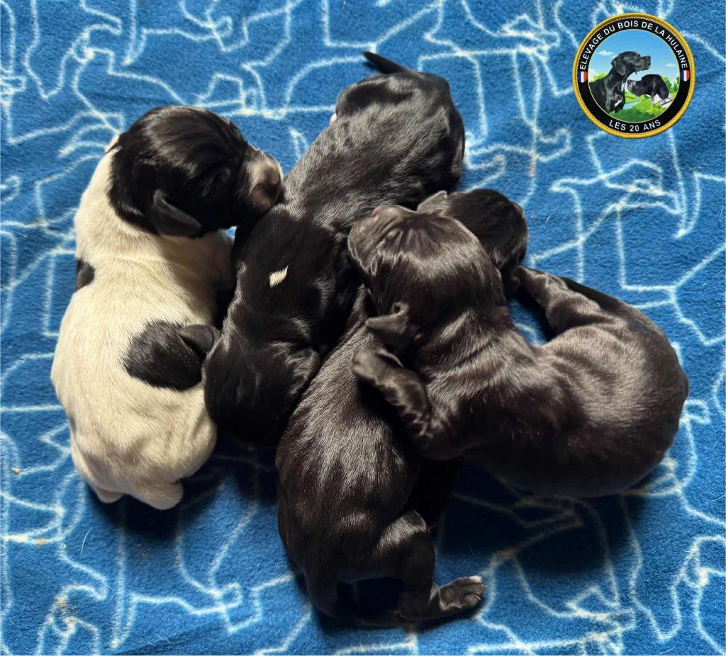 du bois de la Hulaine - Chiots disponibles - Pointer