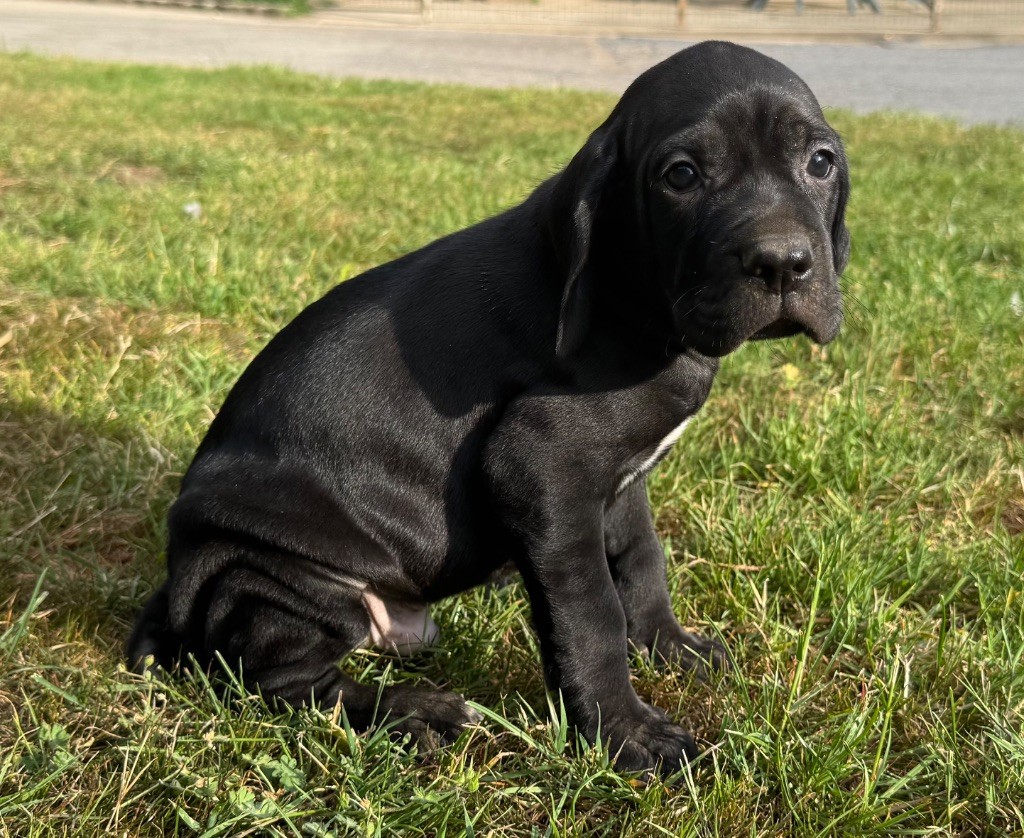 du bois de la Hulaine - Chiots disponibles - Pointer